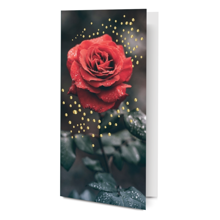 Atvirukas Charlot, tamsiai raudonos spalvos rožė